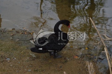 鸭子