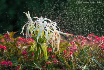 浇花