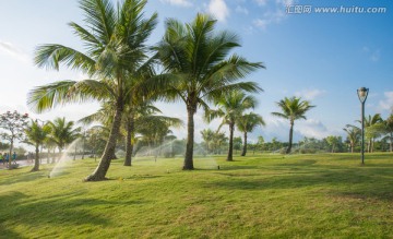 公园风景 棕榈树 草地