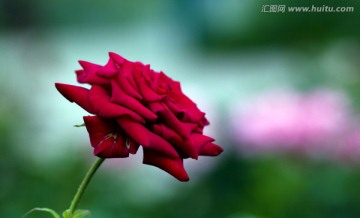 玫瑰花