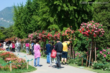 北京植物园月季园