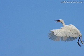 鹭鸶