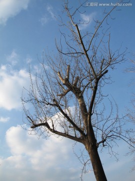 树枝与蓝天白云