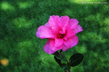 油画茶花
