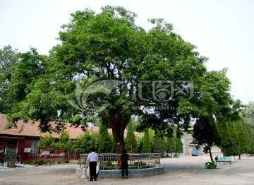 海会寺皂角树