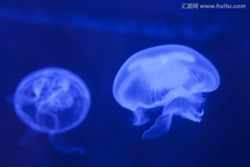 浮游生物 水母