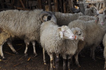 羊圈养殖