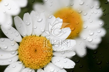雨中小菊花