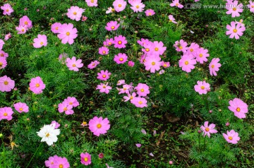 格桑花底纹备件