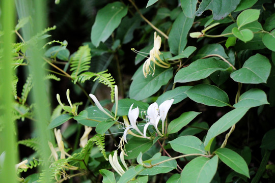 金银花从