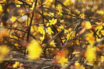 迎春花