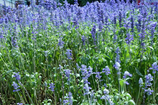 薰衣草