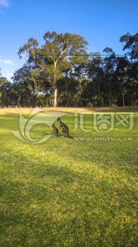 澳洲野生袋鼠