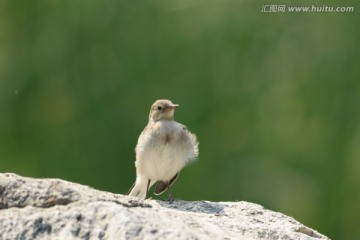 白鹡鸰幼鸟