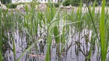 池塘里的芦苇