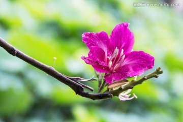 清新红花