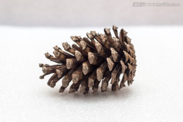 干松果