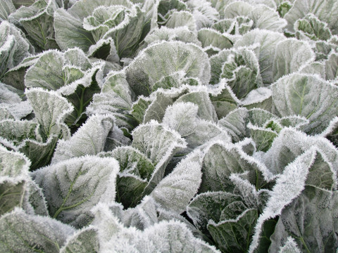 霜冻蔬菜