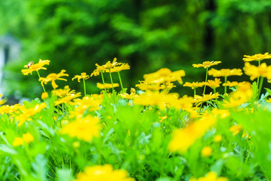 小菊花