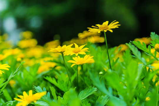 小菊花