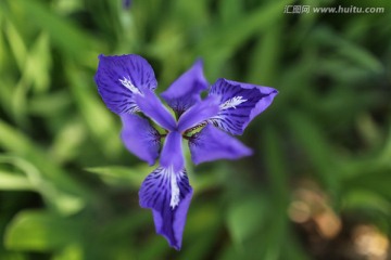 鸢尾花