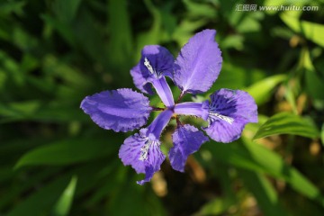 鸢尾花