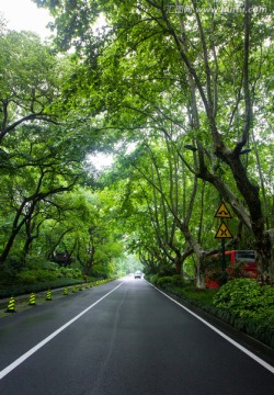 杭州街景 林荫道 街道隔离带