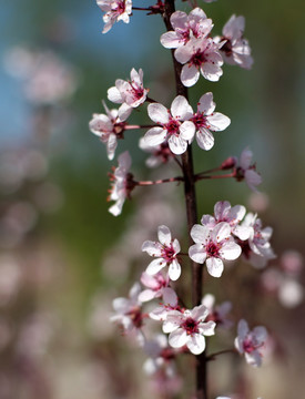 桃花