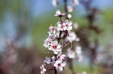 桃花