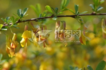 春天的花朵 迎春花