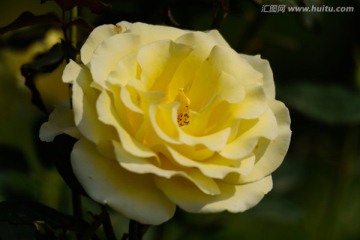黄色月季花