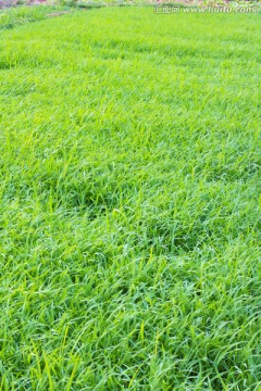 秧苗 绿色背景