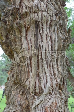 千年沙棘树
