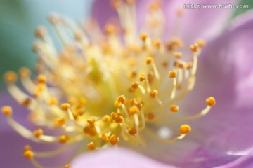 花蕊