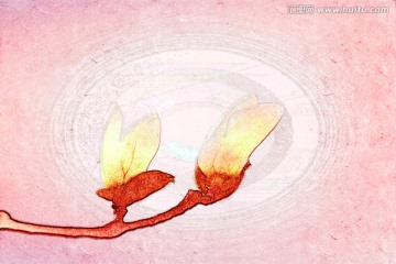 玉兰花油画