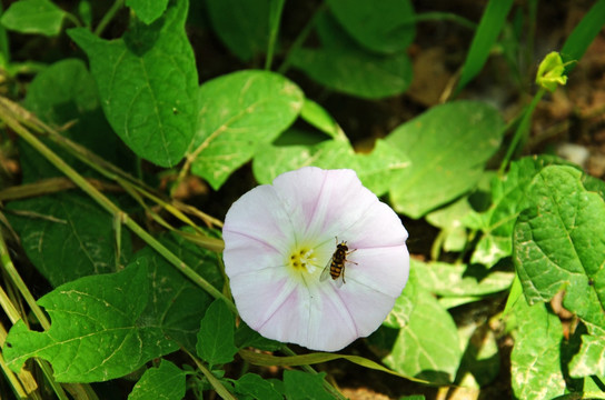 牵牛花