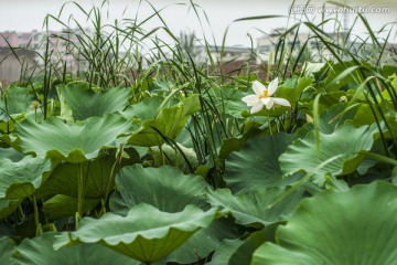 白荷雨滴