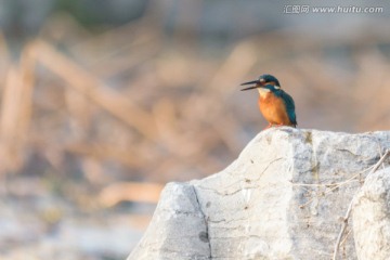 翠鸟