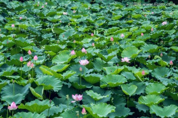 荷花池塘