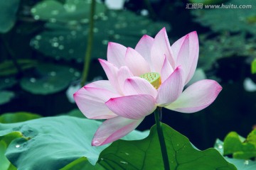 莲花