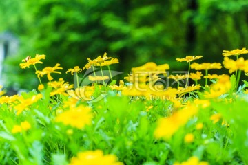 小黄菊 蜜蜂采蜜