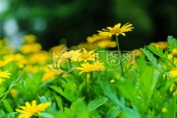 小黄菊 鲜花背景美图