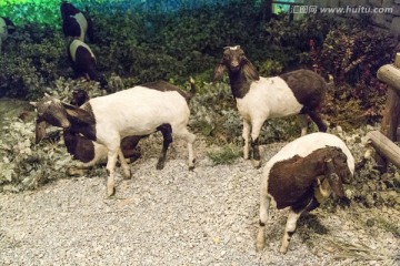 羊 动物
