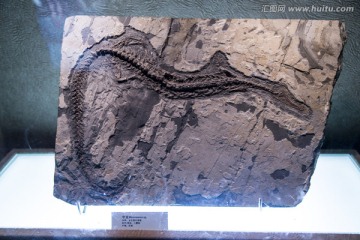 中龙化石
