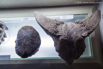 古代生物化古