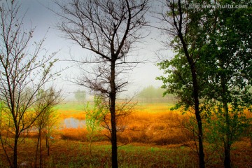 湿地 晨雾 树