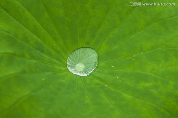 荷心水滴
