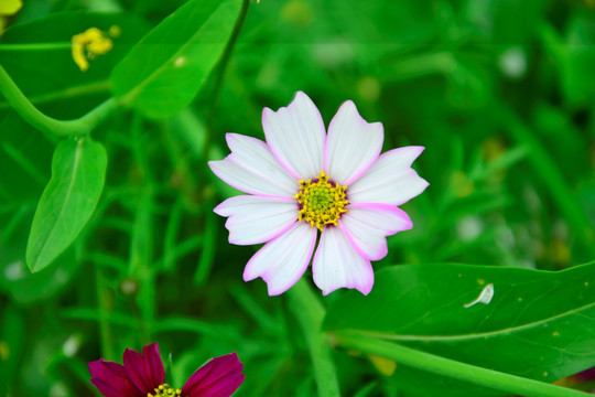 高清花朵 玫瑰花 玫瑰 绽放