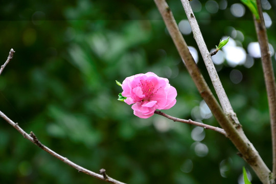 高清花朵 玫瑰花 玫瑰 绽放