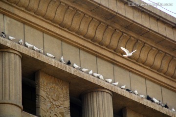栖息在建筑上的鸽子